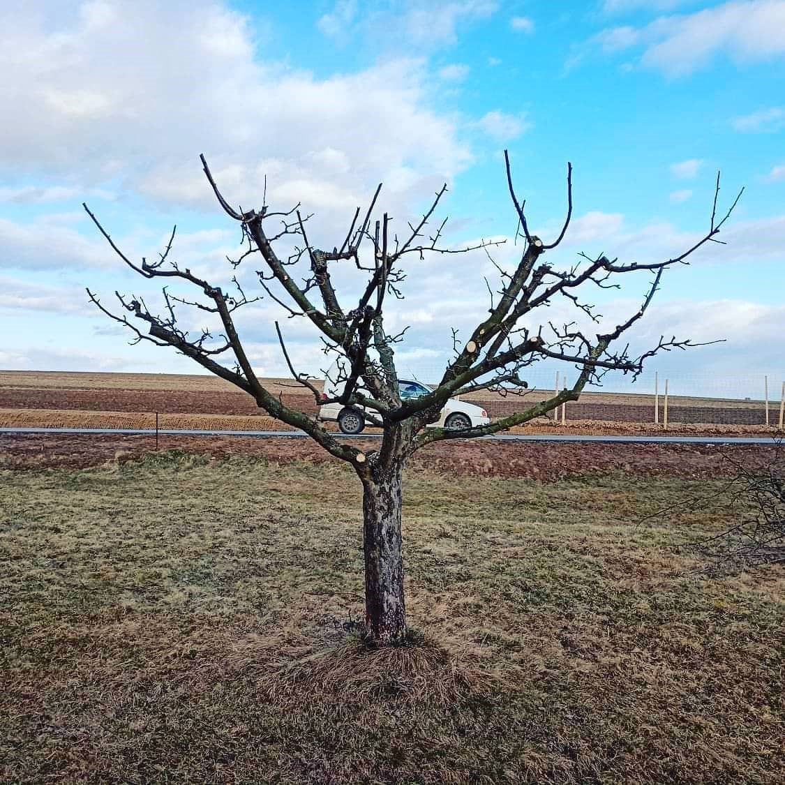 Prostřihy ovocných stromů